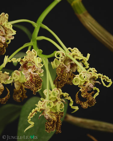 Dendrobium spectabile 'Dark'