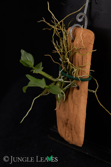 Dendrobium trantuanii