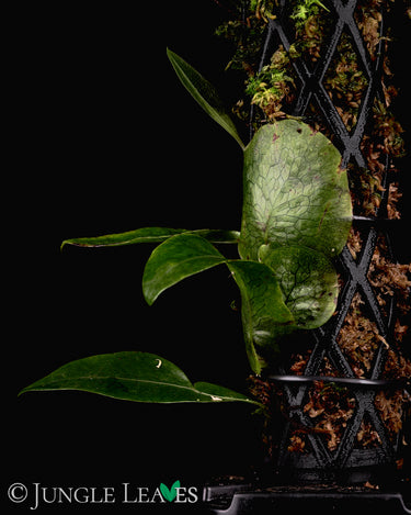 Dendroconche annabellae