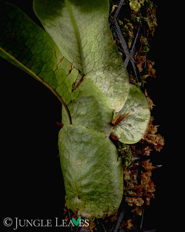 Dendroconche annabellae