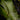 Dendroconche annabellae