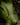 Dendroconche annabellae