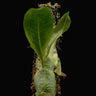 Dendroconche annabellae
