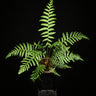 Dicksonia antarctica