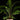 Dicksonia antarctica