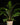 Dicksonia antarctica