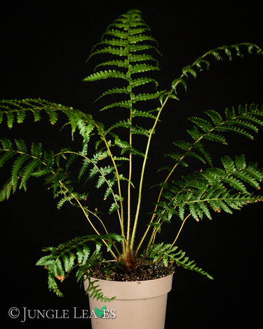 Dicksonia antarctica