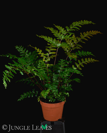 Didymochlaena truncatula