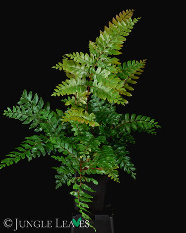 Didymochlaena truncatula