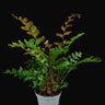 Didymochlaena truncatula