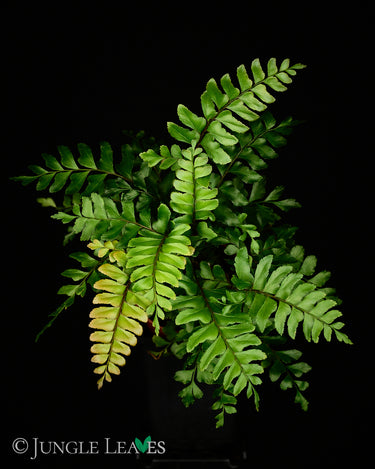 Didymochlaena truncatula