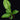 Dieffenbachia seguine 'Crocodile'
