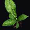 Dieffenbachia seguine 'Crocodile'