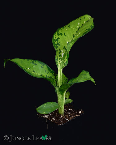 Dieffenbachia seguine 'Crocodile'
