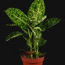 Dieffenbachia seguine 'Reflector'