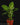 Dieffenbachia seguine 'Reflector'