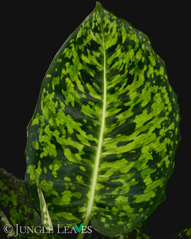 Dieffenbachia seguine 'Reflector'