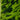 Dieffenbachia seguine 'Reflector'