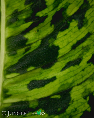 Dieffenbachia seguine 'Reflector'