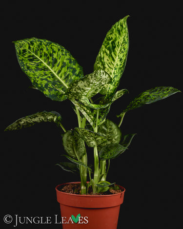 Dieffenbachia seguine 'Reflector'