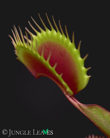 Dionaea muscipula 'FTS Maroon Monster'