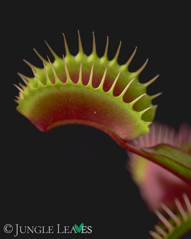 Dionaea muscipula 'FTS Maroon Monster'