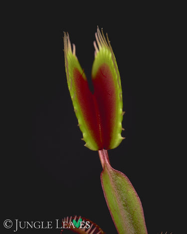 Dionaea muscipula 'FTS Maroon Monster'