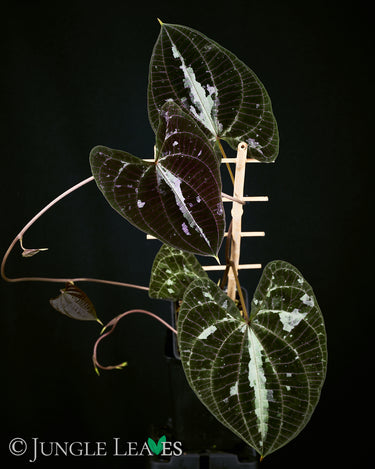 Dioscorea discolor