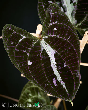 Dioscorea discolor
