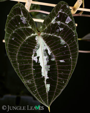 Dioscorea discolor