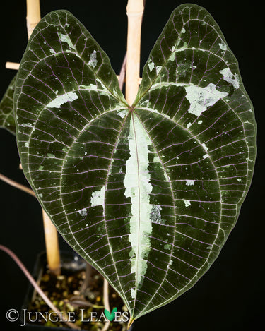 Dioscorea discolor