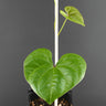 Dioscorea oppositifolia