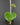 Dioscorea oppositifolia