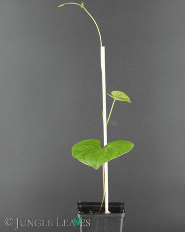 Dioscorea oppositifolia (Chinesicher Yam)