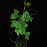 Dioscorea sansibarensis