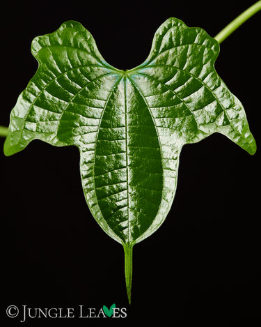 Dioscorea sansibarensis