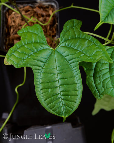 Dioscorea sansibarensis