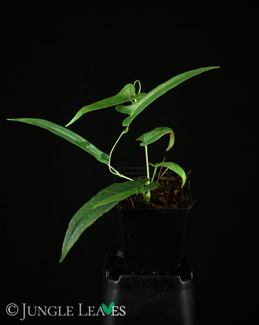 Dioscorea sp. 'Long Leaf' (Kalbar)