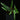 Dioscorea sp. 'Long Leaf' (Kalbar)