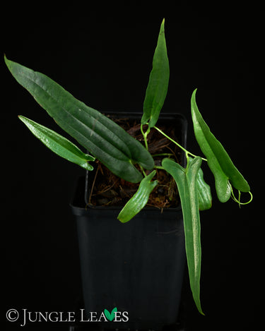 Dioscorea sp. 'Long Leaf' (Kalbar)