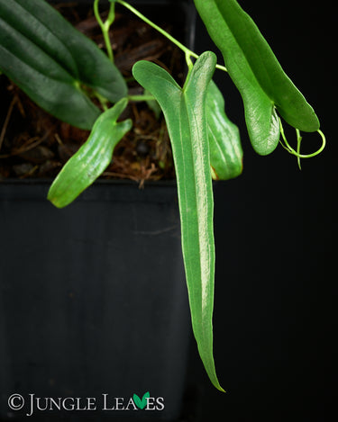 Dioscorea sp. 'Long Leaf' (Kalbar)