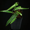Dioscorea sp. 'Long Leaf' (Kalbar)