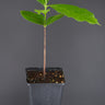 Diospyros digyna
