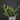 Ant plant vine