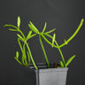 Ant plant vine