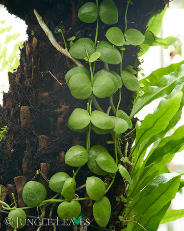 Dischidia platyphylla
