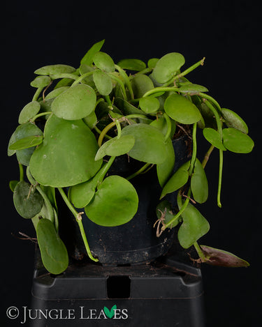 Dischidia platyphylla