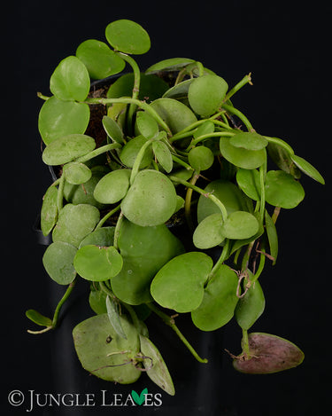 Dischidia platyphylla