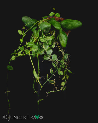 Dischidia major