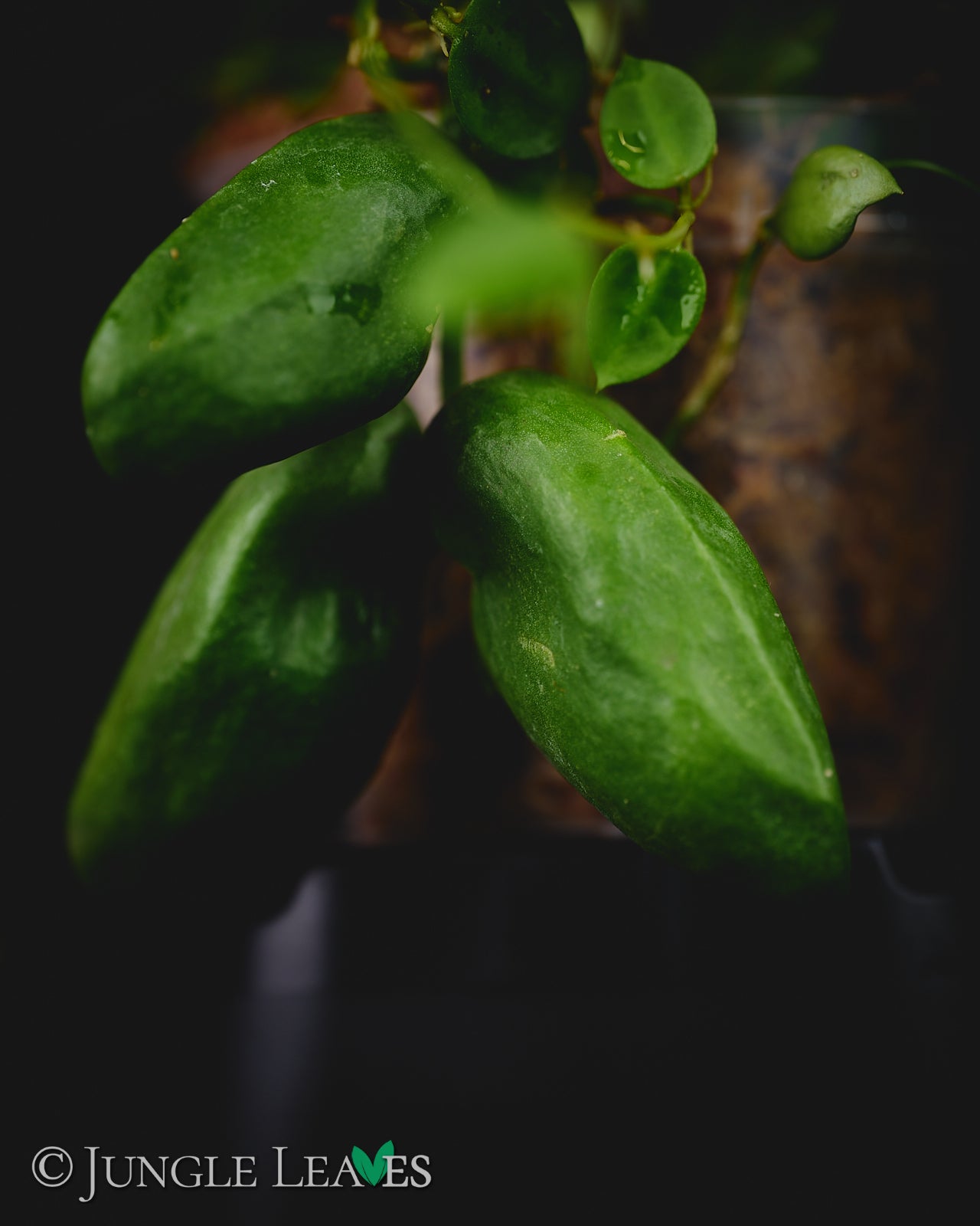 Dischidia major – Jungle Leaves